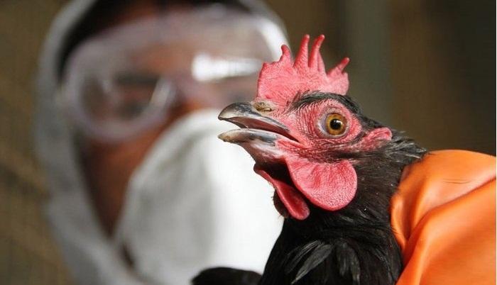 Qida Təhlükəsizliyi Agentliyindən quş qripi ilə bağlı VACİB XƏBƏR