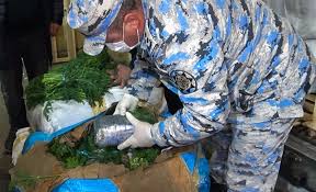 Göyərti adı ilə ölkəyə külli miqdarda narkotik keçirmək istədilər