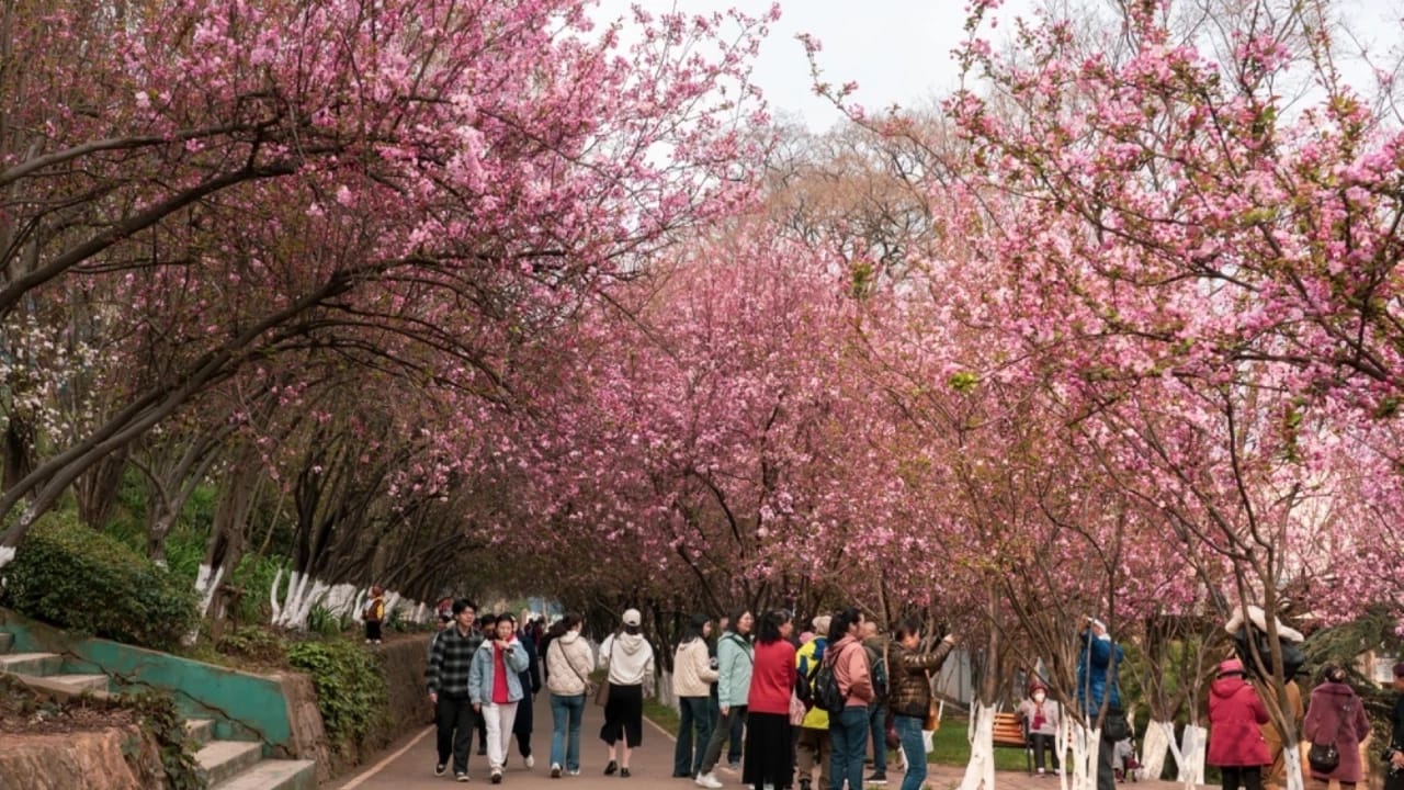 Turist çoxluğu məşhur festivalın ləğvinə gətirib çıxarıb