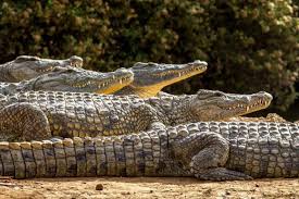 Hindistanda yeni ənənə: İnsanlar qorxu içində timsahlara ibadət etməyə başladılar