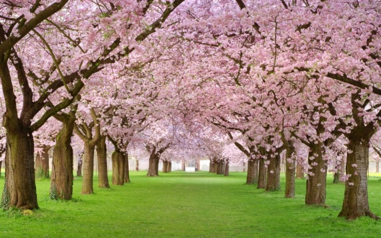 Turistlərə görə sakura festivalı ləğv edildi