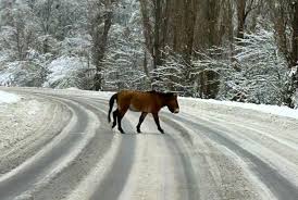 Çernobıl yaxınlığında nadir at görüntüləndi