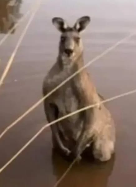 İtini xilas etmək istədi, kenquru tərəfindən vəhşicəsinə döyüldü