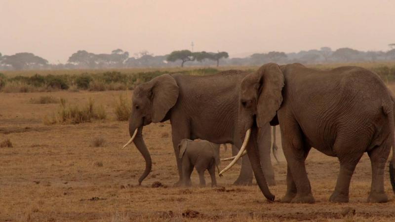 Fillərin burnundakı bığlar toxunma duyğularında əsas rol oynayır