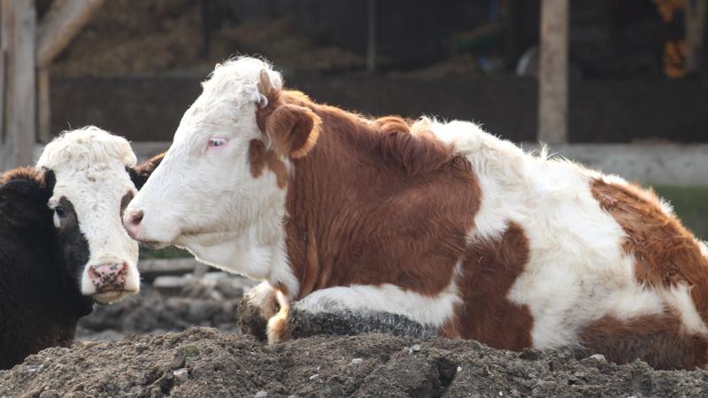 Cənubi Afrikada dabaq xəstəliyinə görə fəlakət vəziyyəti elan edilib