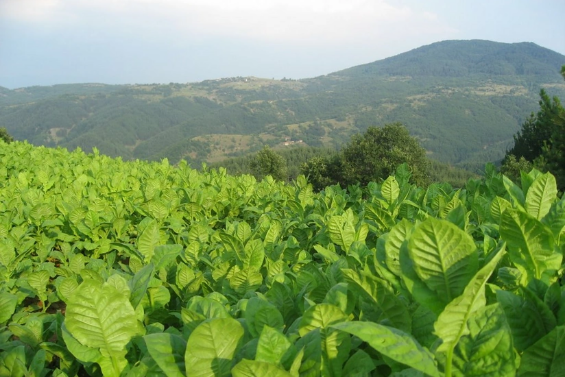 Bu məhsulları satanları 5 min cərimə GÖZLƏYİR