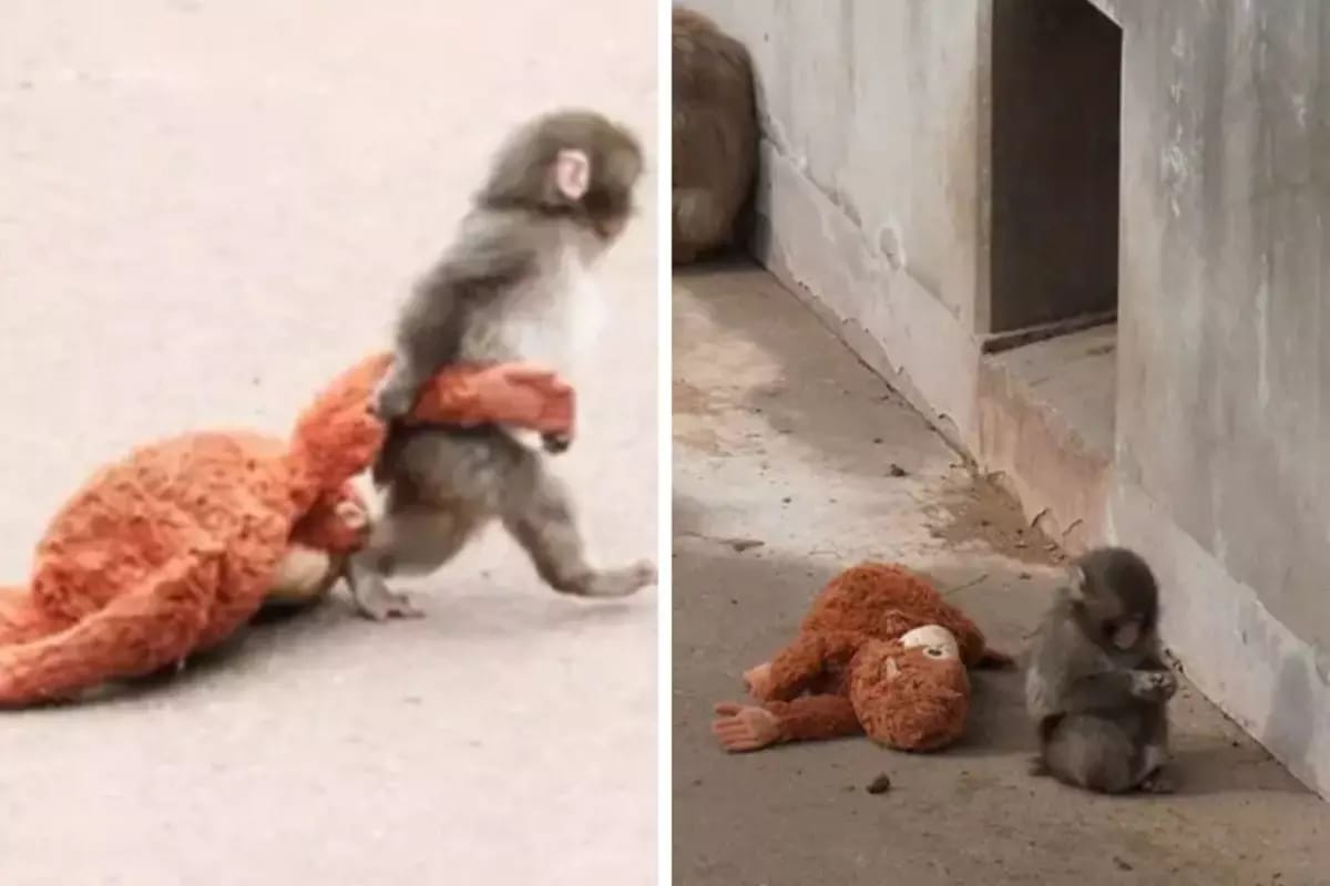 Anası tərəfindən tərk edilən meymun oyuncaqda axtardığı sevgini tapdı