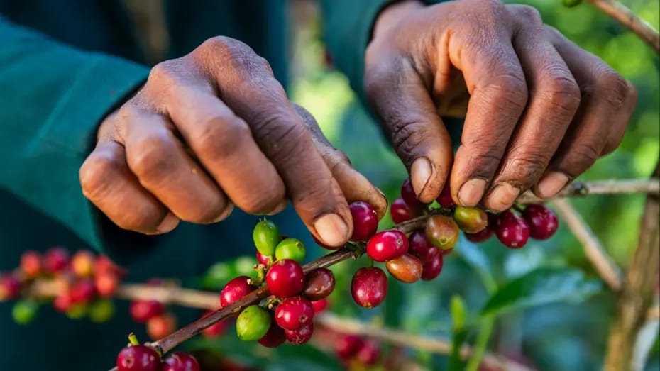 Qəhvə istehsalı risk altındadır