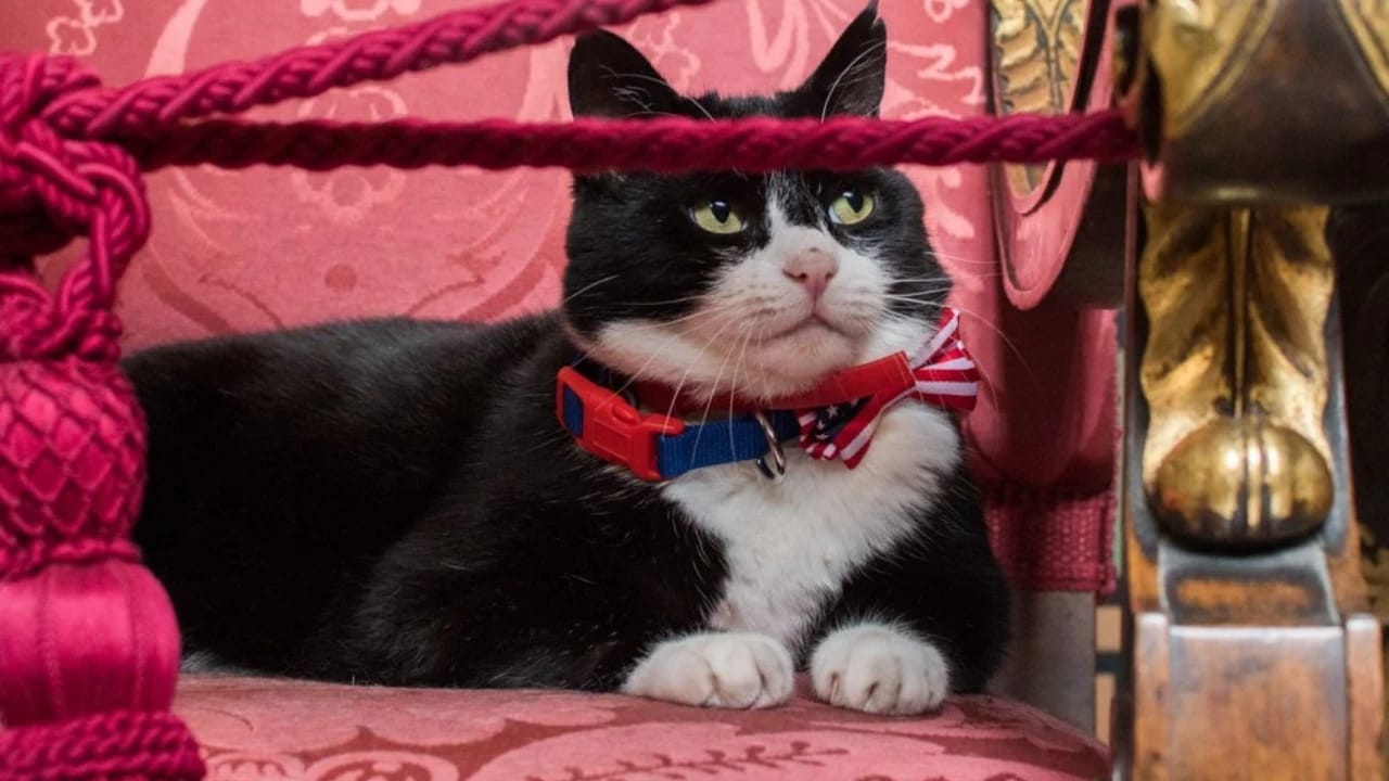 Məşhur diplomat pişiyi dünyasını dəyişib