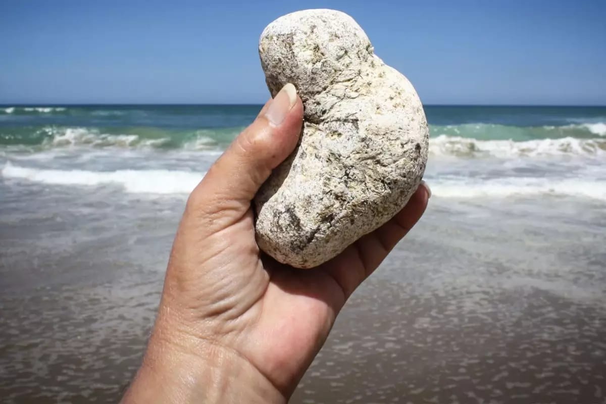 Adi bir qayaya bənzəyir, amma onu çimərliklərdə tapanlar sərvət qazanır