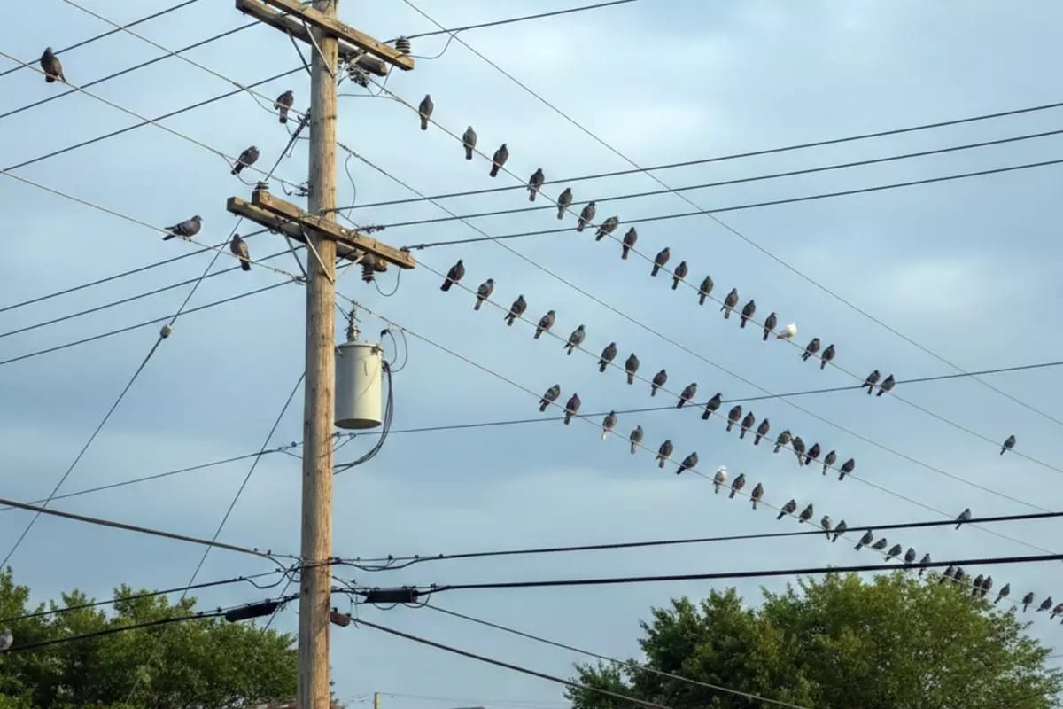 Polşanın Krakov şəhərində göyərçinlər doğuşa nəzarətdən keçəcək