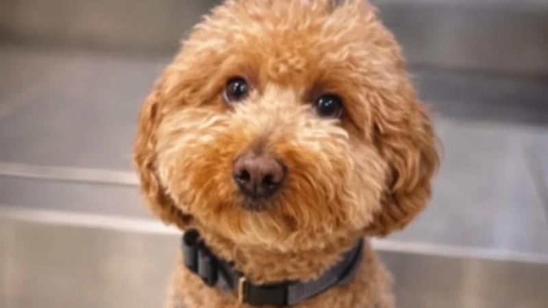 Qadın təyyarəyə minmək üçün iti tərk etdikdən sonra həbs edilib