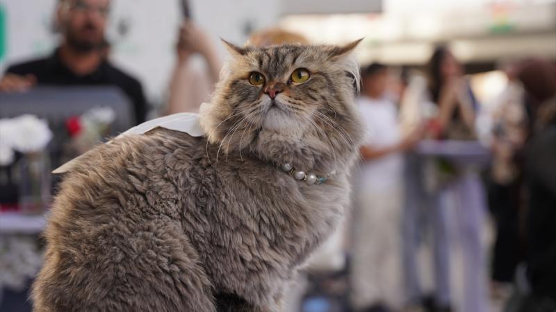 Pişiklərdə xərçəng araşdırması insanların müalicəsi üçün bir ümid işığı ola bilər
