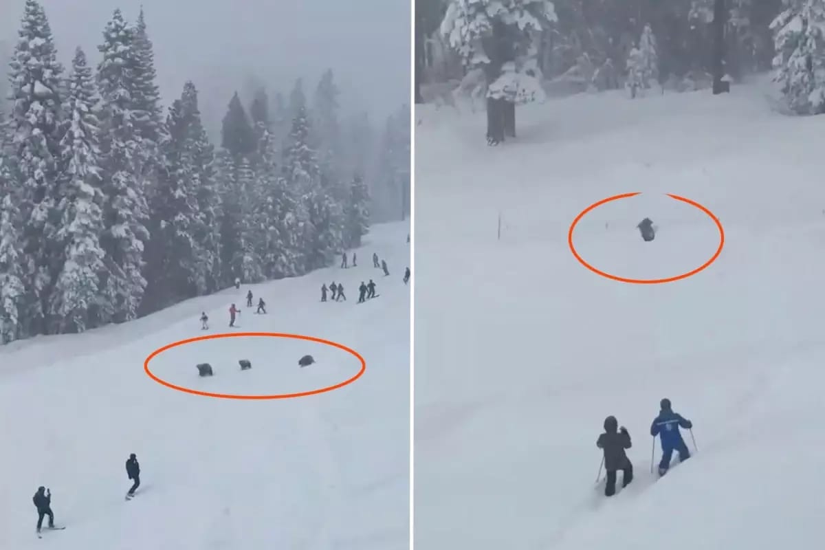 Üç ayı xizəkçilərin olduğu meydana girib və panikaya səbəb olub