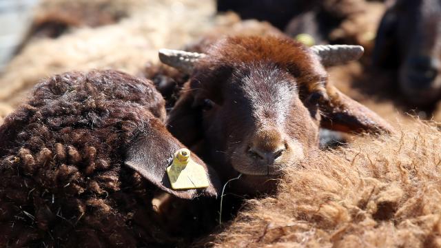 İngiltərədə qoyuna işgəncə verdilər və atəşfəşanlıqla onu partlatdılar