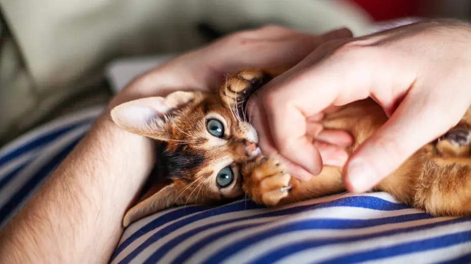 Ev pişikləri sahiblərinə bağlanmır