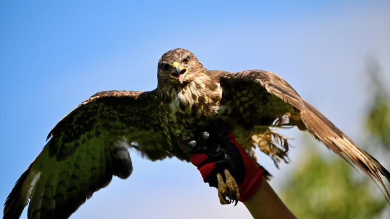 Şahini spirtli içki içməyə məcbur edən şəxs həbs edilib