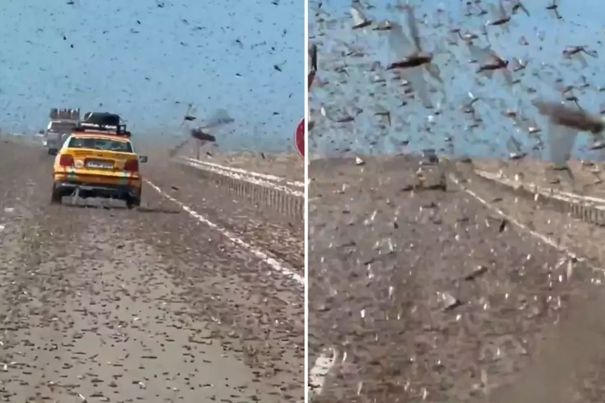 Nəhəng çəyirtkə sürüsü magistral yolu işğal etdi