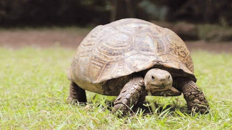 Yaşıl tısbağalar zavod layihəsini blokladı