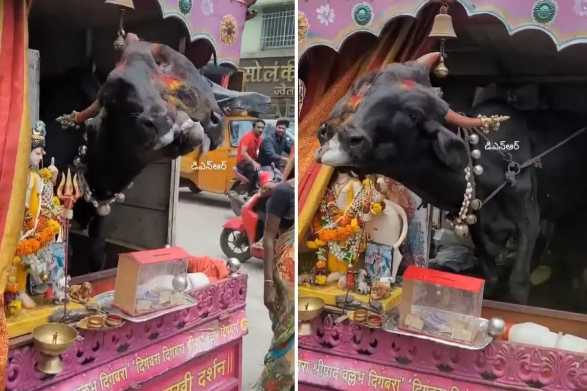 Genetik pozuntu gəlir mənbəyinə çevrildi