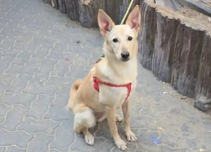 Dubayda küçələr tərk edilmiş ev heyvanları ilə dolub-daşır