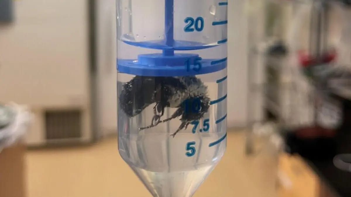 Su altında bir həftə yaşaya bilən arı kəşf edilib