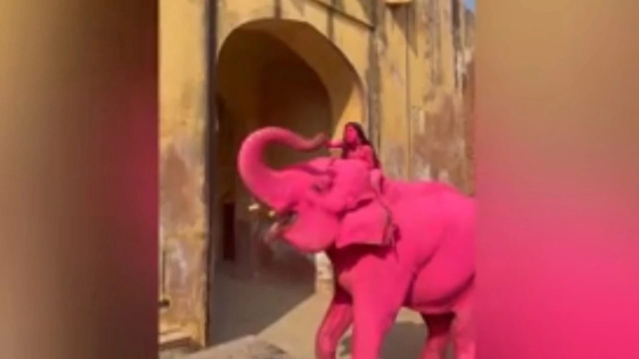 Fotosessiya üçün fili çəhrayı rəngə boyadılar