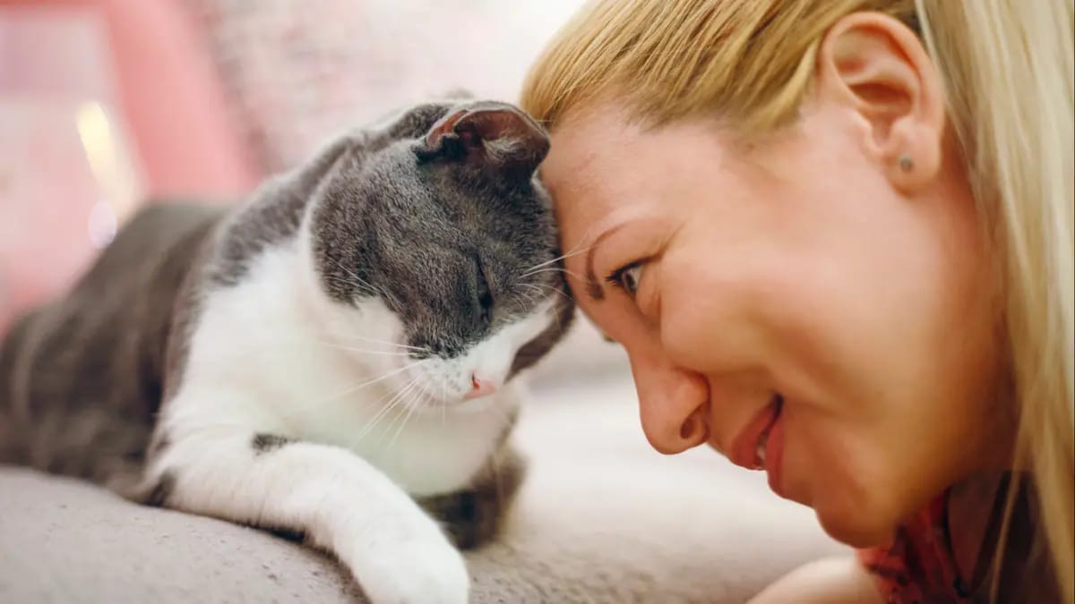 Heyvanlar üçün xüsusi kanal açıldı