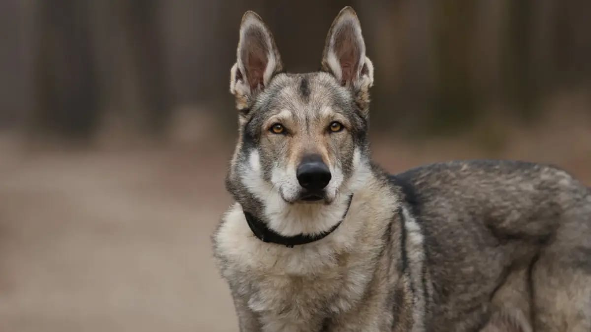 Ən qədim it DNT-si Türkiyədə tapılıb