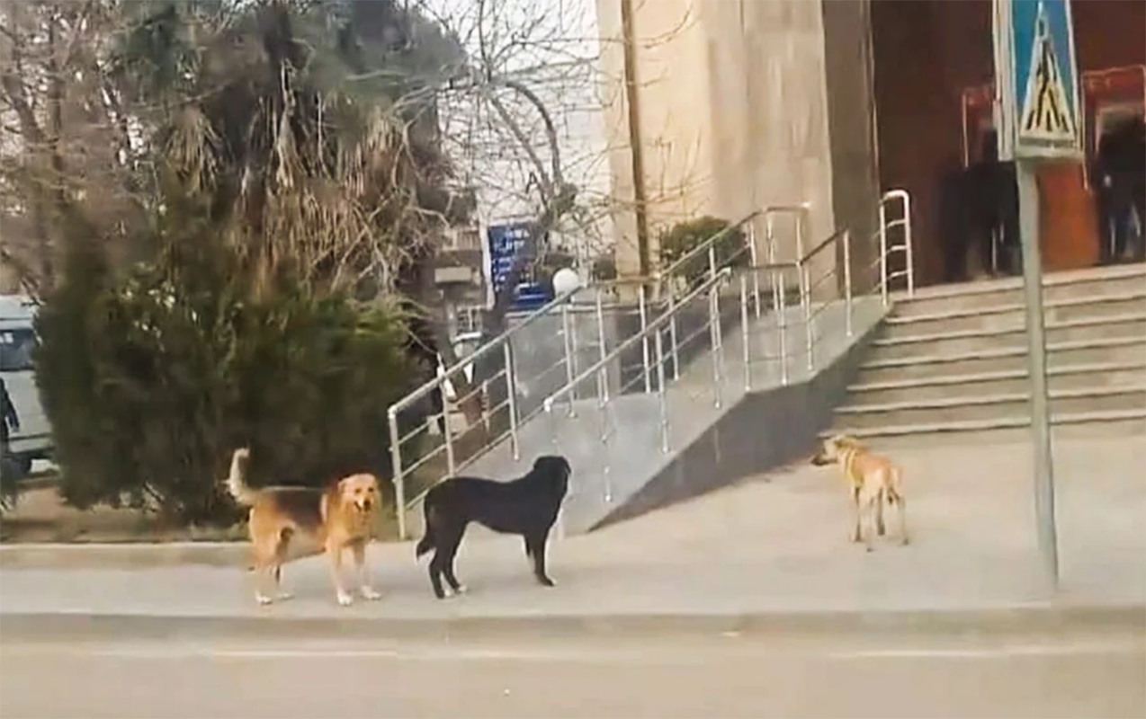 15 gündə 26 nəfəri it dişləyib - 9-u uşaqdır