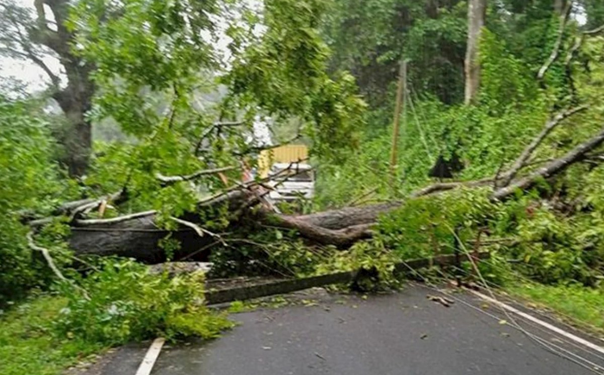 Paytaxtda ağac aşdı, yol bağlandı