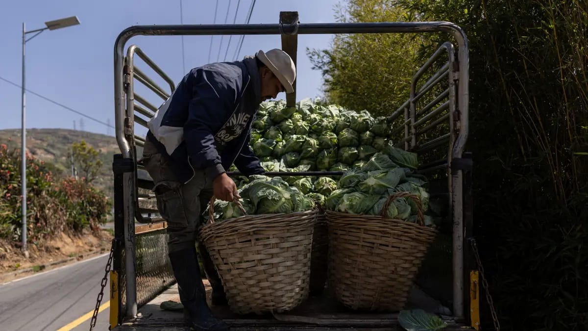 Kələmlərin altından tonlarla narkotik tapılıb
