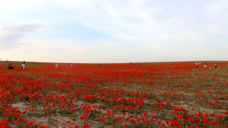 Qazaxıstanda qorunan çöl lalələri ətrafı qırmızı rəngə boyayıb