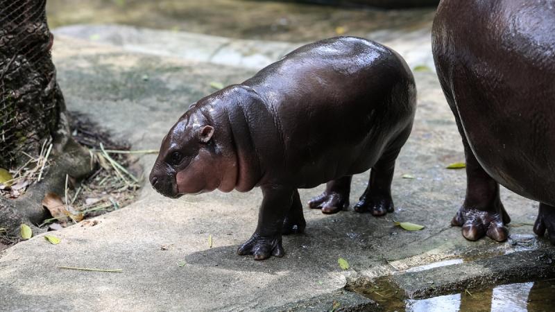 Pablo Eskobarın begemotları öldürüləcək