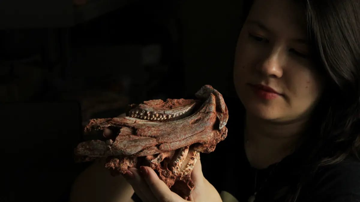 Braziliyada tutuquşu dimdikli sürünən tapılıb