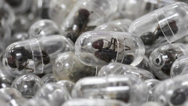 Çamadanda 2200 canlı qarışqa tapılıb