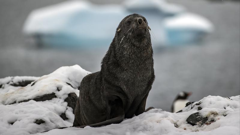 İkonik Antarktika növləri yox olmaq astanasındadır