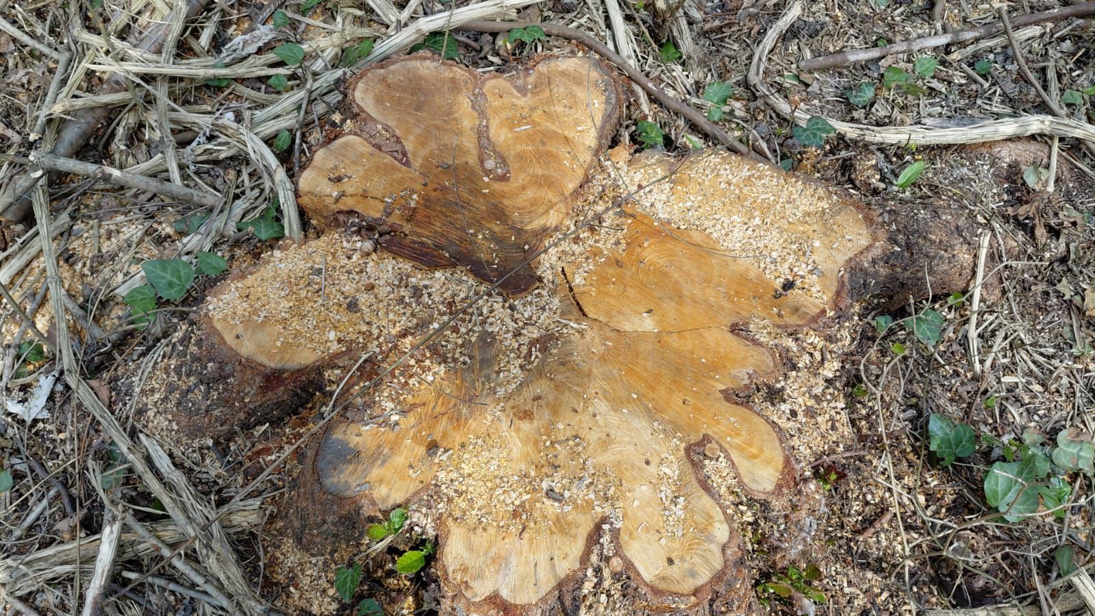 Oğuzda qanunsuz ağac kəsən 3 nəfər saxlanıldı