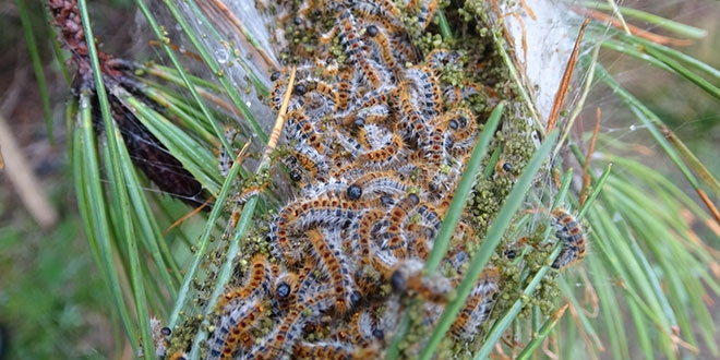 İstanbulu böcək basdı - Təhlükə böyüyür