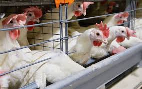 Yaponiyada 200 mindən çox toyuq məhv edilir - SƏBƏB