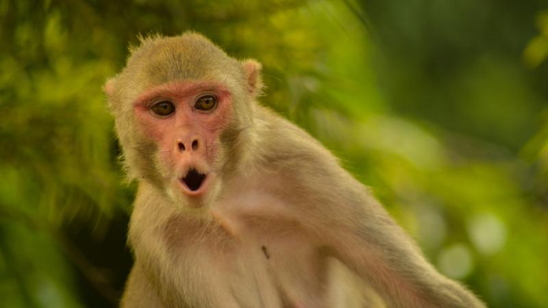 Hörmüz boğazına gedən gəmidə olan ABŞ əsgəri meymun hücumuna məruz qalıb