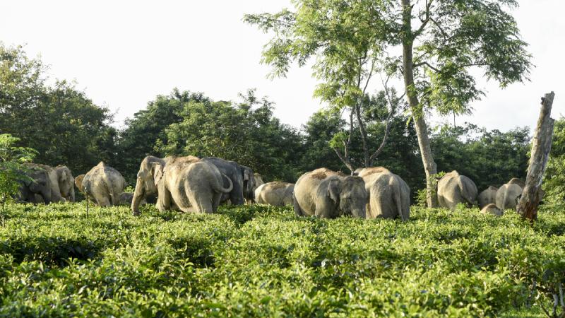 Afrikada filin hücumu nəticəsində milyonçu ovçu həlak olub