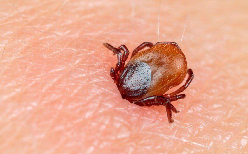 21 yaşlı oğlanı gənə dişlədi - ÖLDÜ