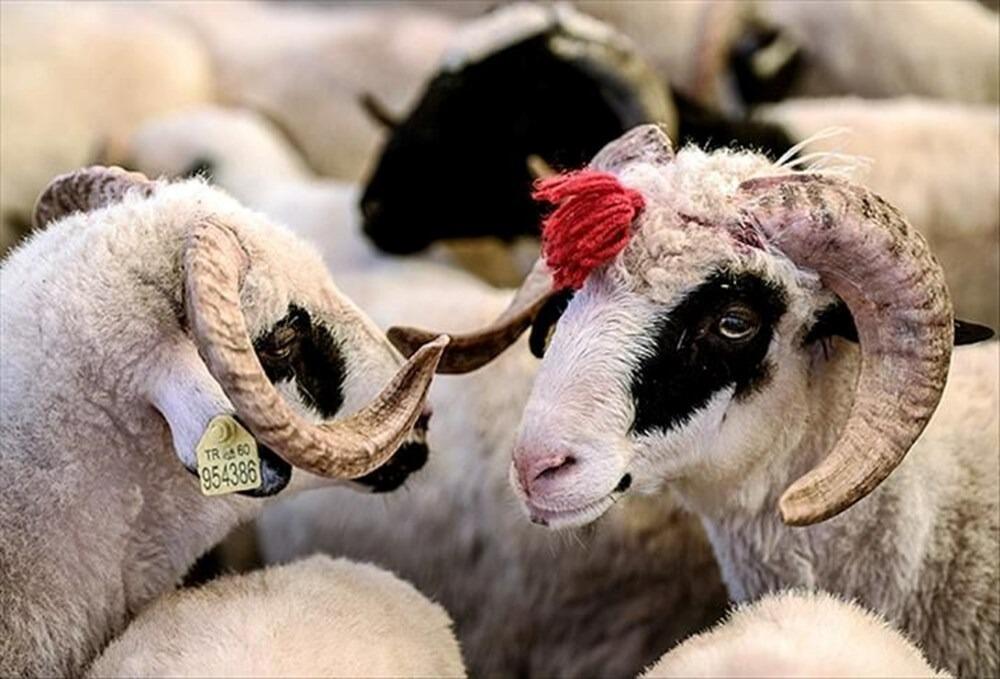 Qurbanlıq bazarında YENİ QAYDALAR qüvvəyə mindi