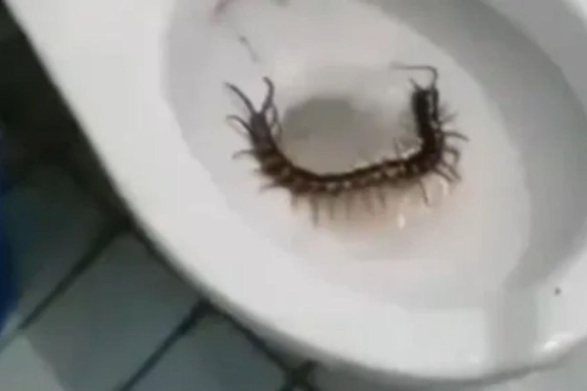 Otel tualetindən nəhəng məxluq çıxdı