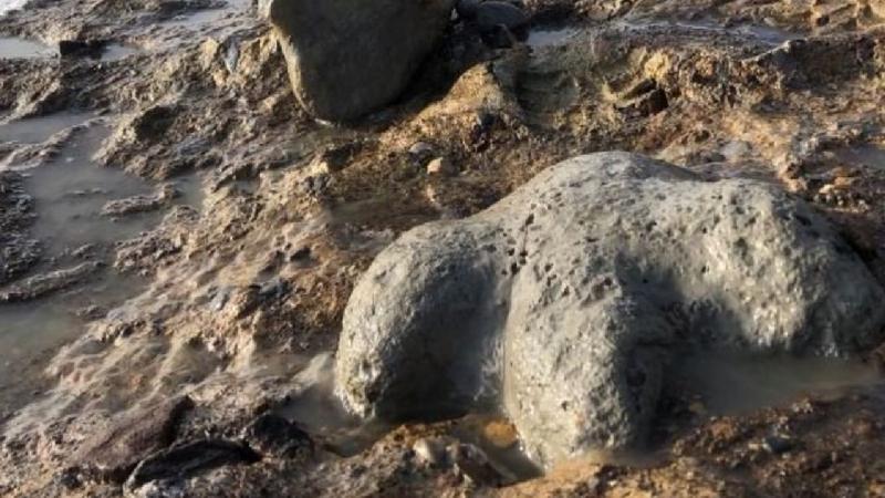 Taylandda yeni dinozavr növünün qalıqları tapılıb