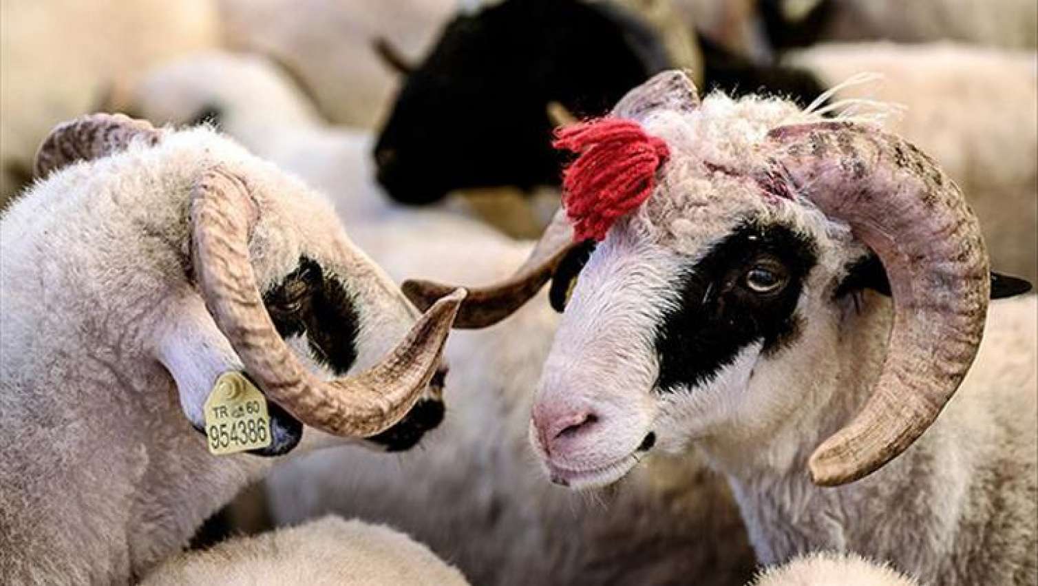 Qurban bayramı ilə bağlı qaydalar açıqlandı