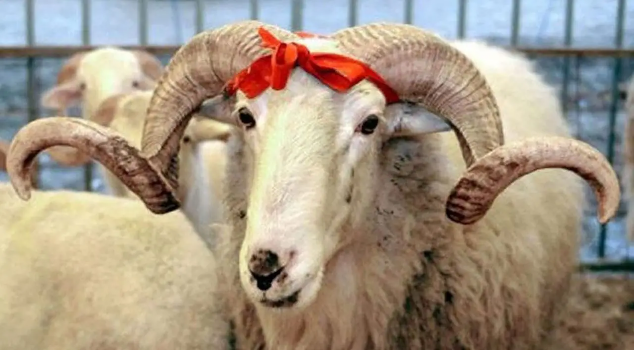 QMİ Qurban bayramı ilə bağlı fətva verdi