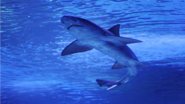 Braziliyada köpəkbalığı hücumları iki gündə ikinci can aldı