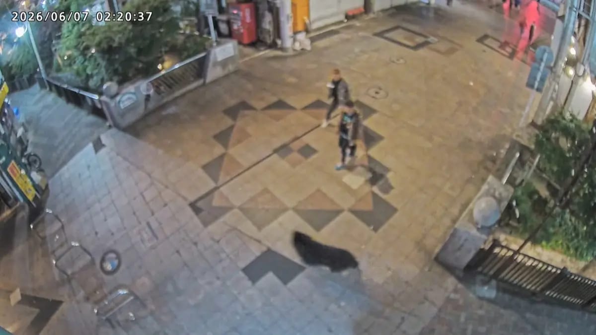Yaponiyada itmiş ayının axtarışları davam edir: 94 məktəb bağlanıb